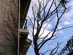 YUYU-003 WILD MISTRESS BREAKS IN HER FAVORITE MAIDS YUM