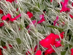 [YUYU-010] HOUSEWIFE FRIENDS LESBIAN SERIES: ASS LOVE A