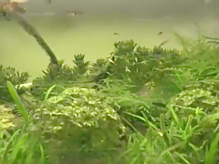 Best Japanese girl Hirono Imai in Horny Cunnilingus, Fingering JAV clip