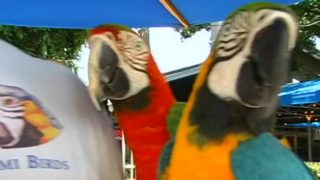 I dream of Dental Care