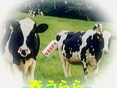 Incredible Japanese chick in Hottest Fetish, Fishnet JAV scene